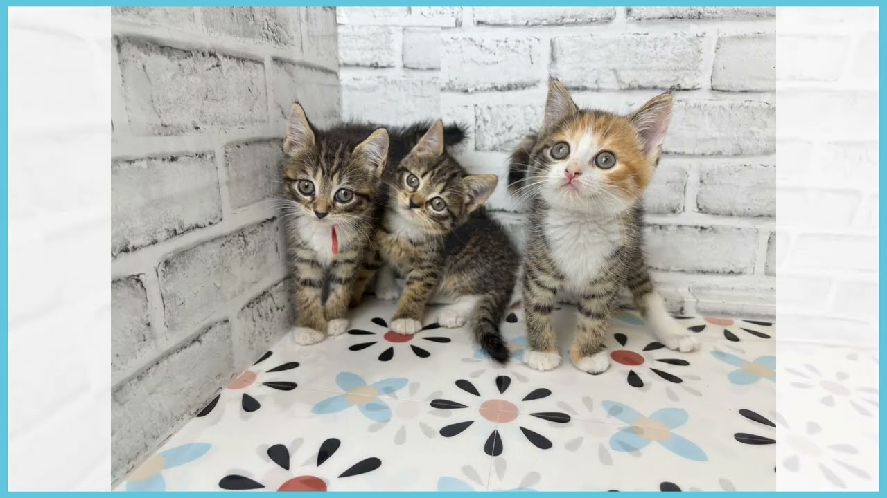 757838 MIX（猫） - YouTube