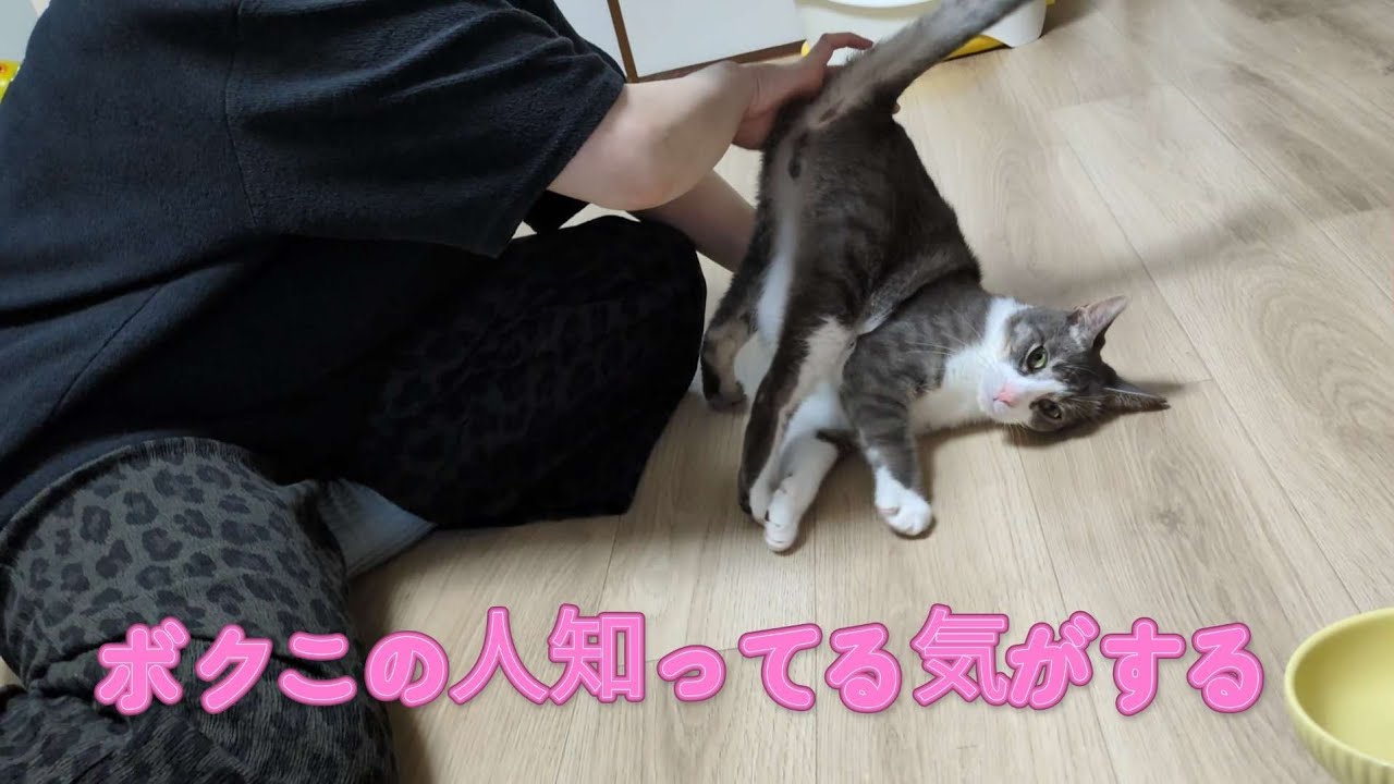 何があった？全然懐かなかった友人に甘えまくる猫🐾#cat#ねこ