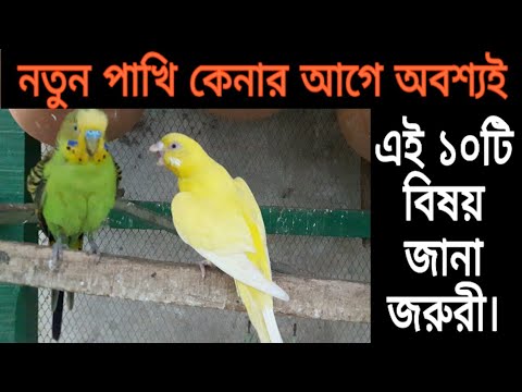 ভিডিও: কীভাবে বাজেটেরীগর চয়ন এবং কেনা যায়