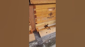 Experimental horizontal hive waking up😴🤤🫢🐝🐝🐝