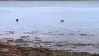 Seals on Hunda, Orkneys 080812