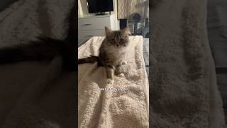 Forever a baby biscuit maker in our eyes 🥹🥹 #catshorts #kitten #cutecats