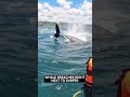 Whale breaches right next to surfer