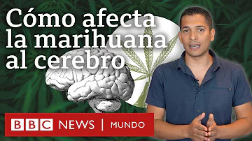 ¿Cómo afecta el CBD a la memoria?