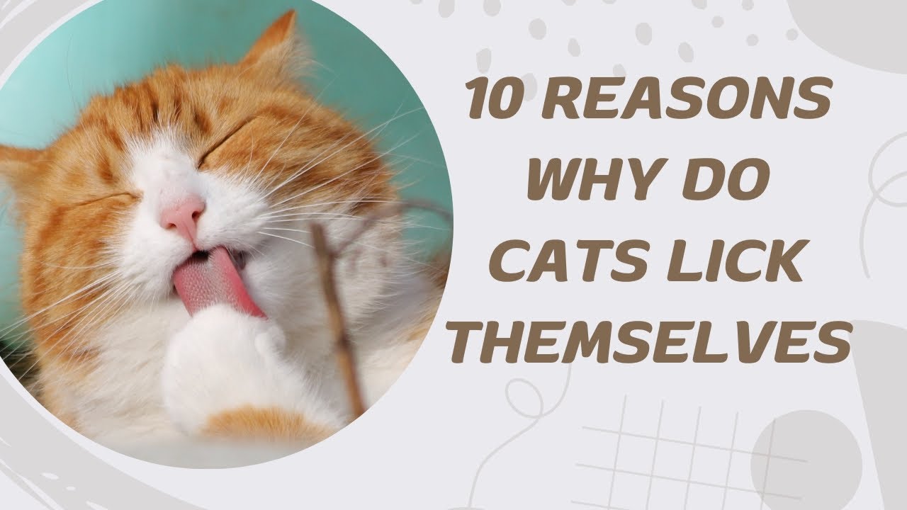 10-reasons-why-do-cats-lick-themselves-youtube