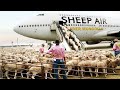 ✅देखिये कैसे इतनी सारी भेडो को हवाई जहाज से ट्रांसपोर्ट किया जाता है || How Sheeps Are Transported