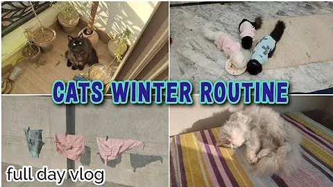 Video 11865741: royal canin maine coon, maine coon cat kitten, cat house maine coon, outdoor cat house