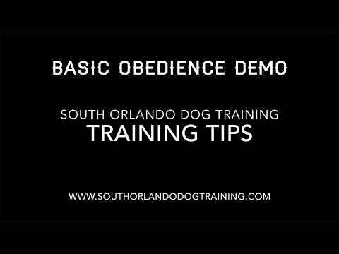 Obedience Training // SouthOrlandoDogTraining