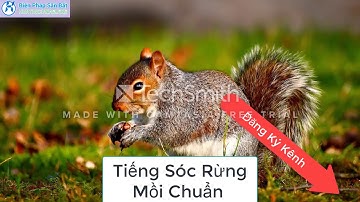 Tiếng Sóc Rừng Chuẩn Không Tạp Âm - Tiêng Sóc Mồi - Bẫy Sóc Bằng Loa