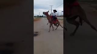 Cavagada Do Aniversario De Simolandia 2019