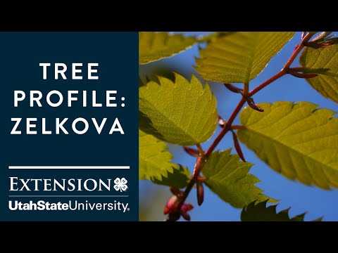 וִידֵאוֹ: What Is A Zelkova Tree - למד היכן לגדל עצי Zelkova יפני