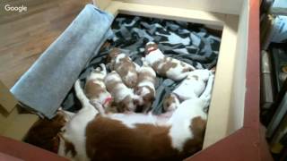 Ruby Litter 1 4/10/16 AM