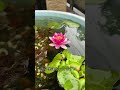 今年初の睡蓮🪷