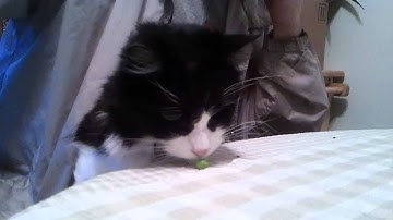 video-2011-04-01-19-08-02.mp4