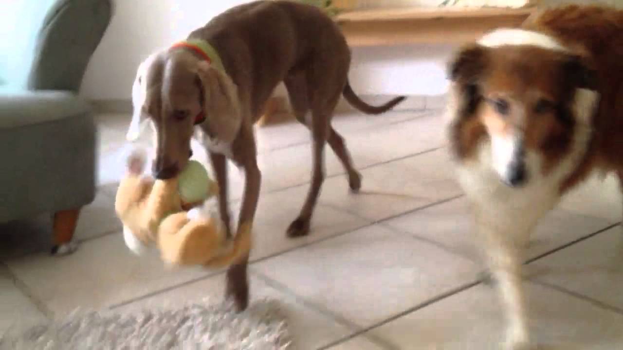 Hasenjagd -  Frohe Ostern - YouTube hunde-allerlei