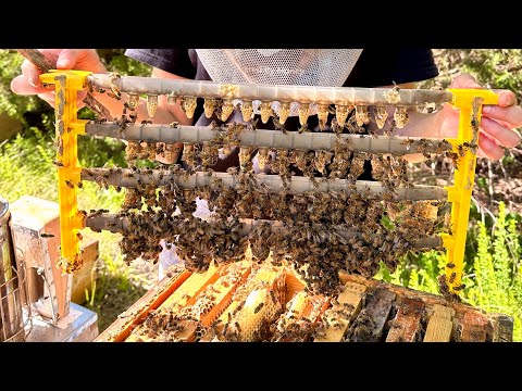Protecting the Next Generation of Queens! 🐝
