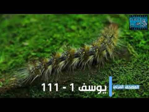سورة يوسف