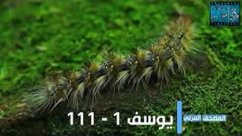 سورة يوسف