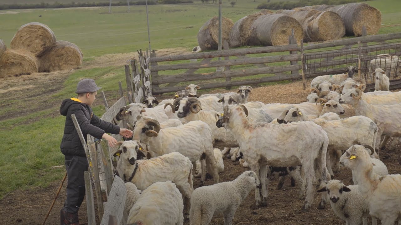 How do people live in Transylvania, 11-year-old shepherd's life