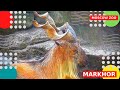 Винторогий козел Московский зоопарк Animals Markhor Moscow Zoo goat 山羊 Ziege 염소 ешкі बकरा Chèvre