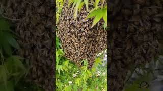 First swarm of the season #bee #swarm #honeybee