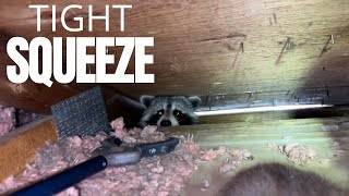 Raccoons Are Not Claustrophobic
