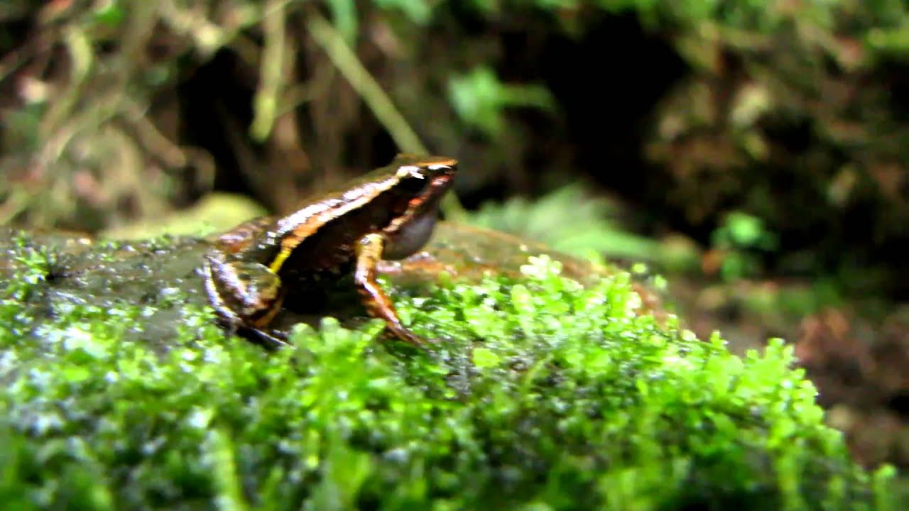 Rheobates palmatus - poison dart frog