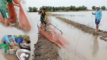 Kéo lưới trên đường mươn, vô đủ loại cá , tép thấy mê luôn |Đồng cá rô
