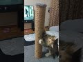 котенок 🐱 МОШМОШ балуется(1)