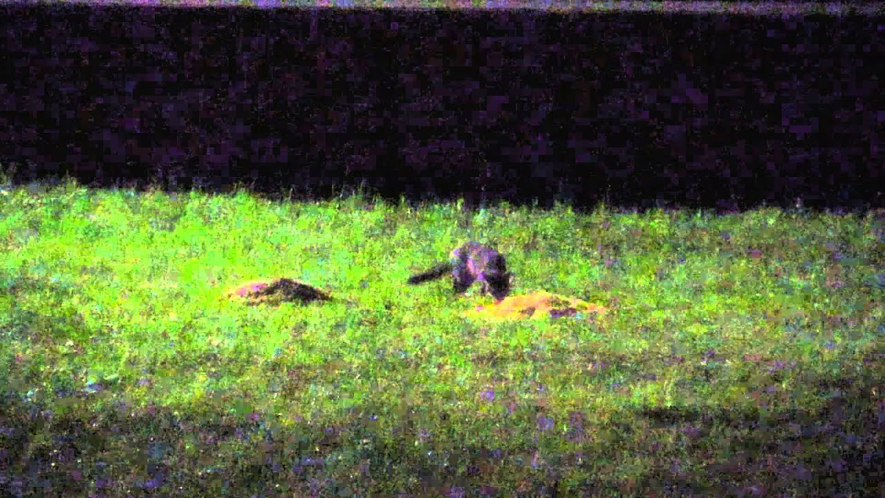 Baby Grey Fox Eats Corn 330 a.m. YouTube
