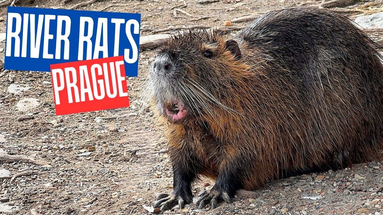 RIVER RATS OF PRAGUE | NUTRIA | MYOCASTOR COYPUS | WILDILFE | NATURE ...