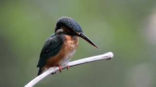 Fuego Waltz No.628 (Original Composition)