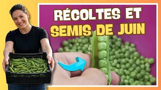 👩🌾 Juin au potager : récoltes et semis