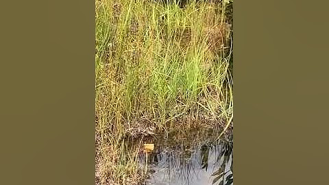 Floating Wetland Island Ecosystem - Floating Islands West, LLC