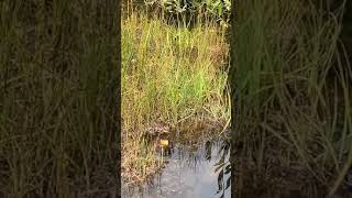 Floating Wetland Island Ecosystem - Floating Islands West, LLC