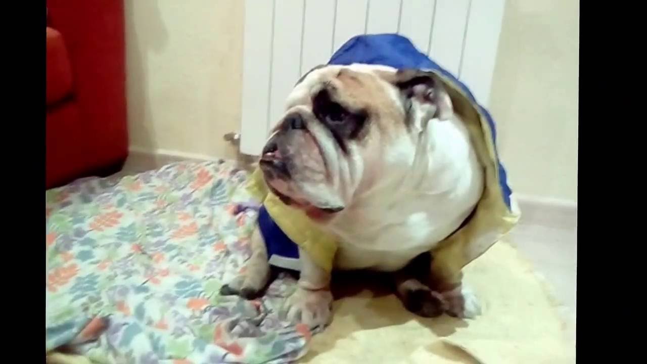 My Funny and Crazy English Bulldog Chulo camera iphone 8 plus apk