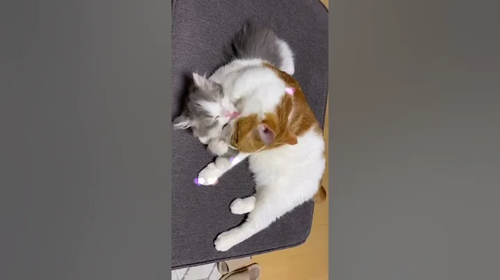 Watch the video about Funny moments with cats