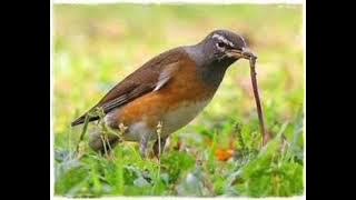 SUARA BURUNG ANIS PUTIH 2025