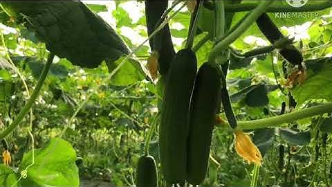 Vườn dưa chuột baby trồng hữu cơ - HTX Lục Ngạn Xanh