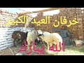 استمتعو بأسعار خرفان العيد والغنم الوالد علي قناة اسعار بلدنا ٢٠/ ٤/ ٢٠٢٤م