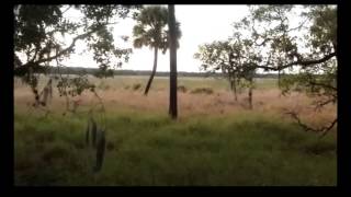 Myakka Skunk Ape Breakdown