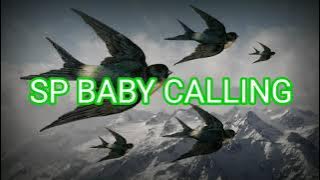 SP BABY CALLING // (FREE DOWNLOAD)