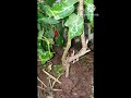 Green/ Red Chili Plant in Village Home #trending #viralvideo #foryou #youtubeshorts #fyy #shorts