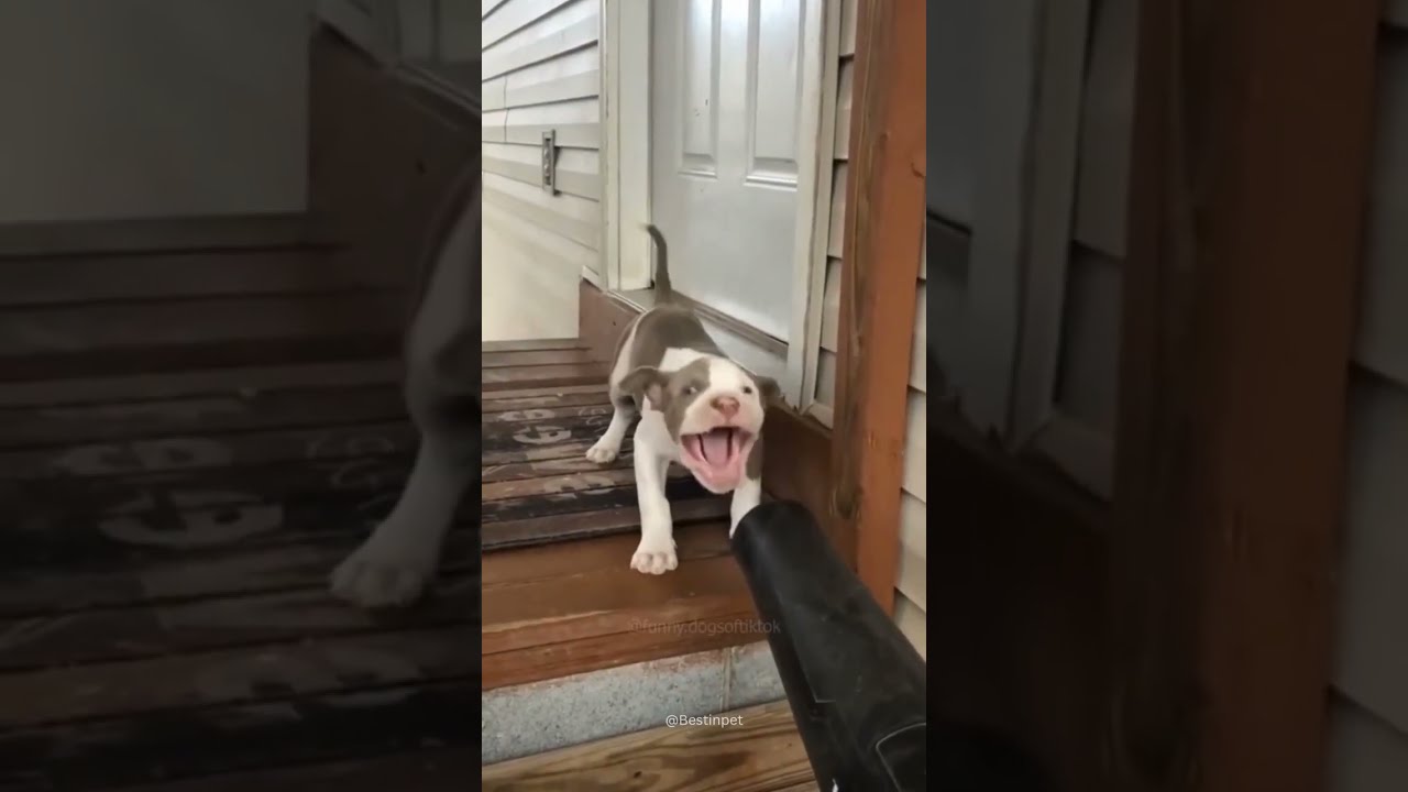 Dogs Being Idiots Part 73 Funny Lovegoldens Funnypets Pets Cutegolden Petvideos Funnyanimals