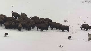 Yellowstone Rescue Creek Wolf Pack surrendering a bison herd (March 2024)