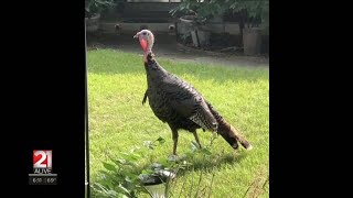 Wild turkey taken from neighborhood and relocated, some residents say they’re disappointed