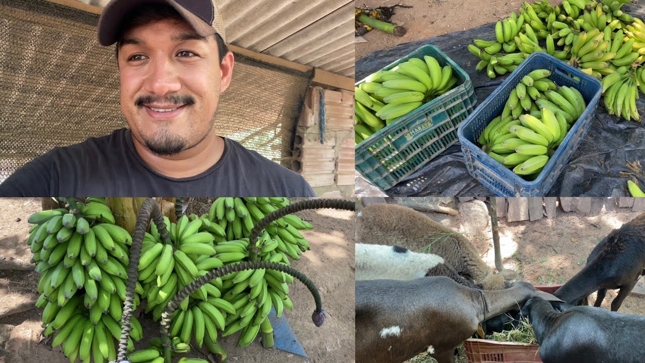 VEJAM QUE LINDA COLHEITA DE BANANAS / RENDEU BASTANTE!!!