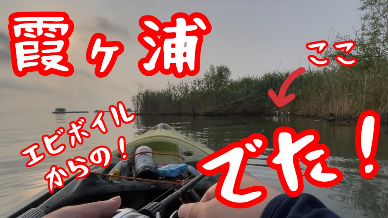 #霞ヶ浦バス釣り #トップウォーター #カヤックフィッシング #バス釣り #デカバス #bassfishing #fishing #フィクサー 見てる