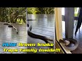 Massive curious brown snake knocking on glass door 