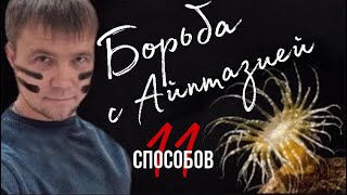 Айптазия (11 способов) | Морскойаквариум